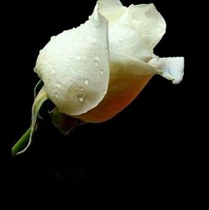 Meet your Posher, Christy